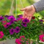 Combo – Mermaid Tails – 10″ Hanging Basket